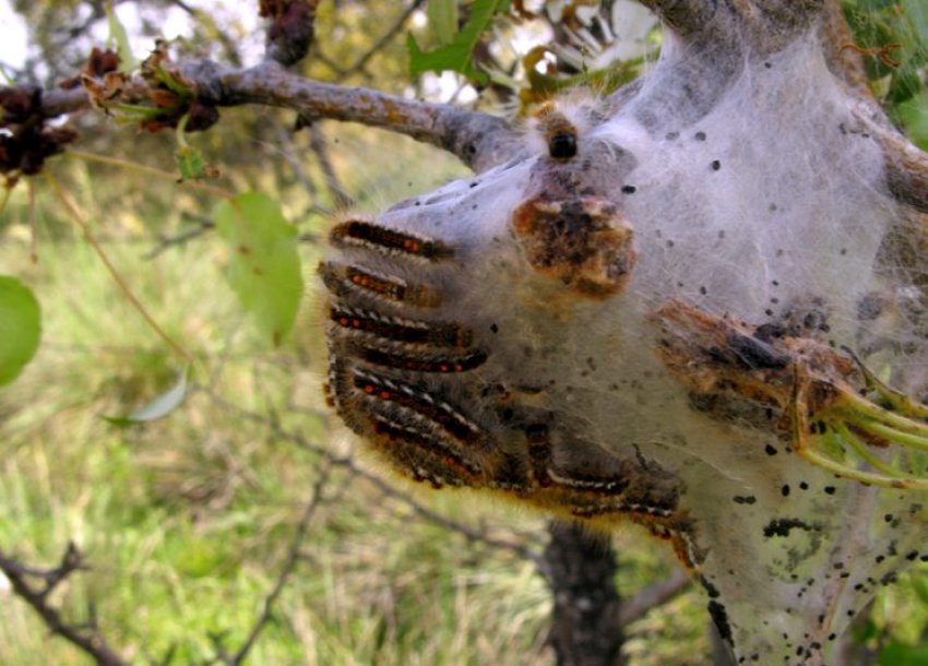 Гусениці шовкопряда на вишні