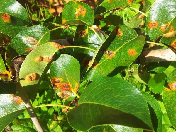 Болезни груши оранжевые пятна на листьях
