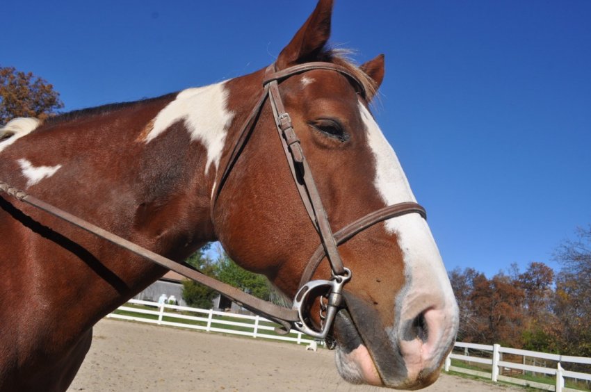 Вуздечка Вуздечка