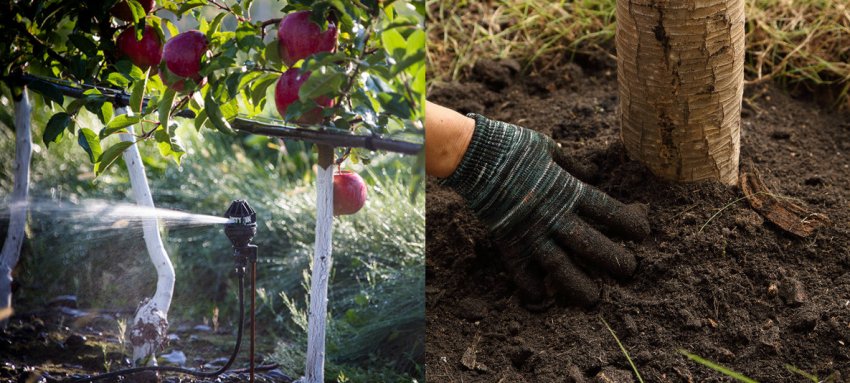 Полив і підгодівля яблуні Полив і підгодівля яблуні