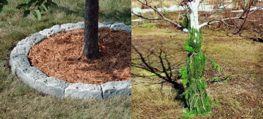 Підготовка яблуні до зими Підготовка яблуні до зими