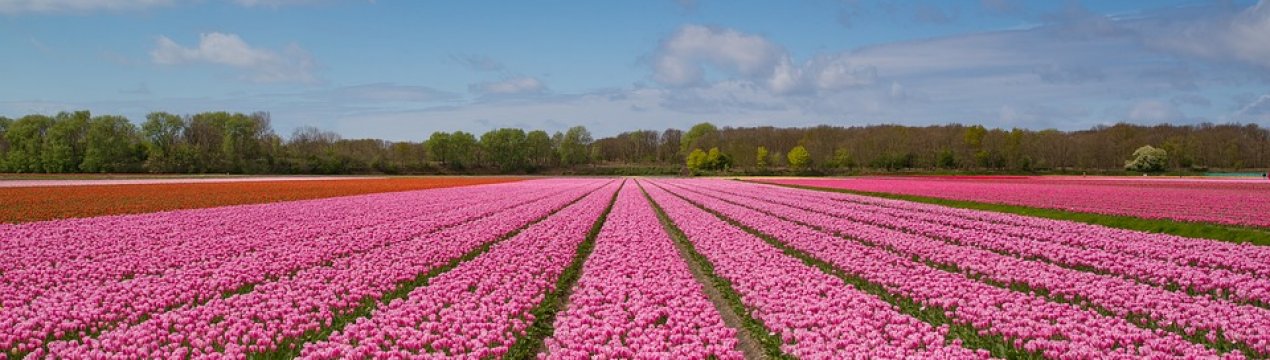 Фермер з Каховки хоче спорудити «Центр аромату»
