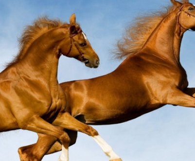 З якою середньою швидкістю бігає кінь