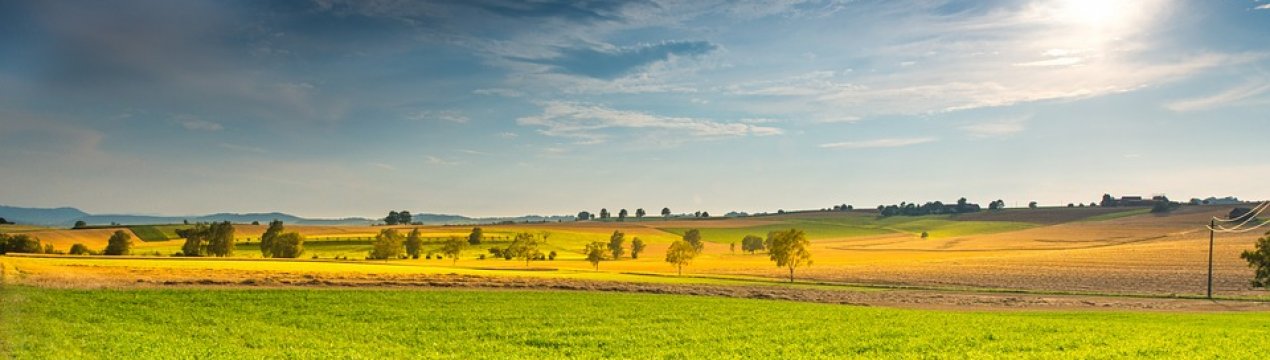 Вінницька область нарощує посівні площі під соєю та кукурудзою