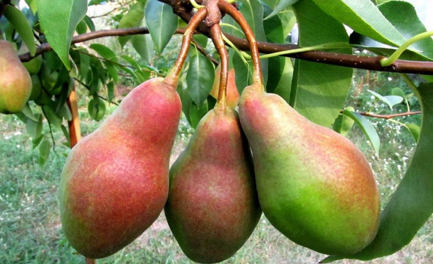 Груша Талгарская красуня Груша Талгарская красуня