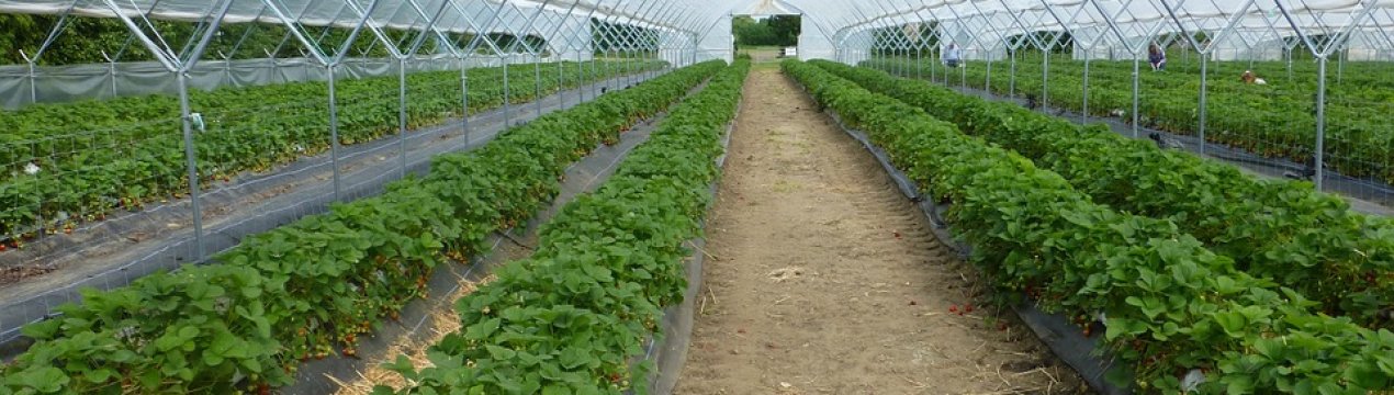 У Краматорську навчать вирощувати зелень, овочі та фрукти