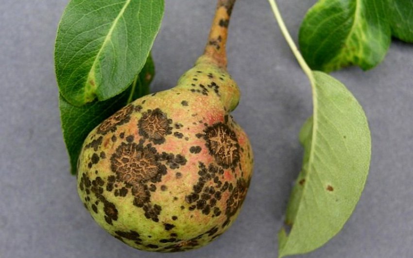 Парша на груші