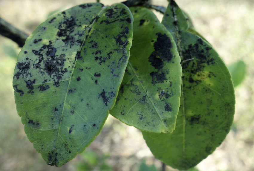 Сажістий грибок на листках груші