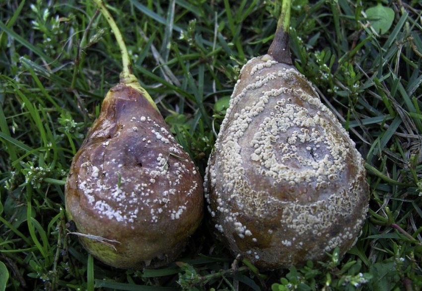 Плодова гниль на грушах