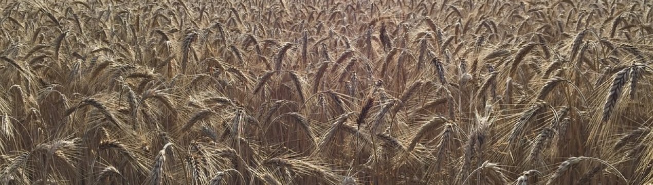 Тритикале – вигідна культура для виробництва кормів