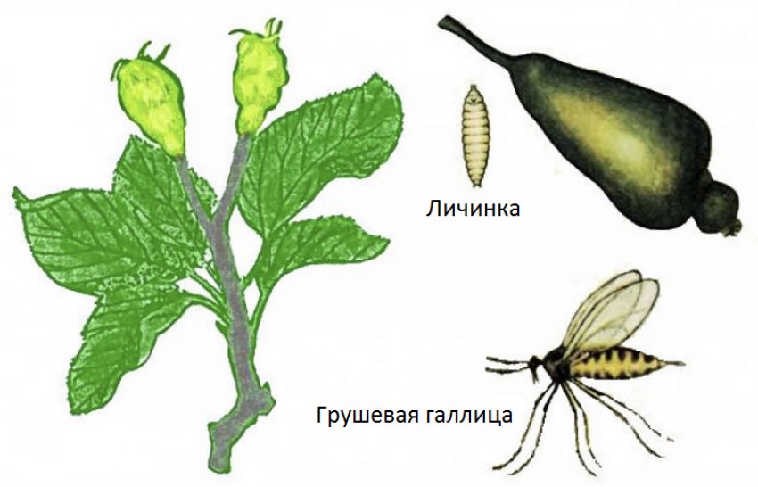 Грушева листова галиця і її личинка