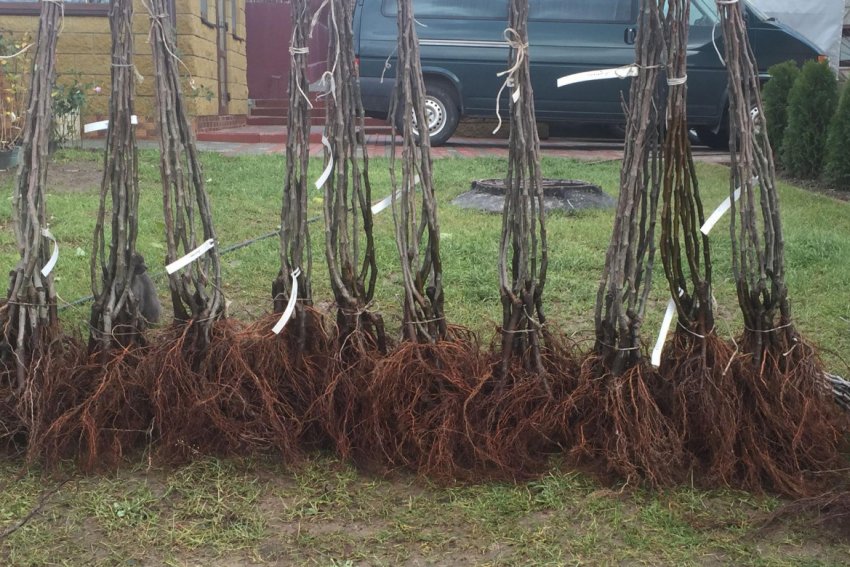 Саджанці груші Саджанці груші