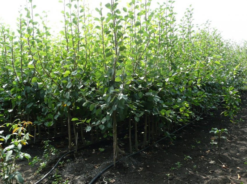 Саджанці груші Саджанці груші