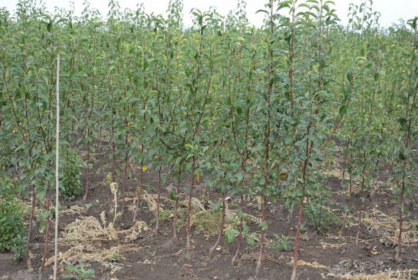 Місце для посадки груші Місце для посадки груші