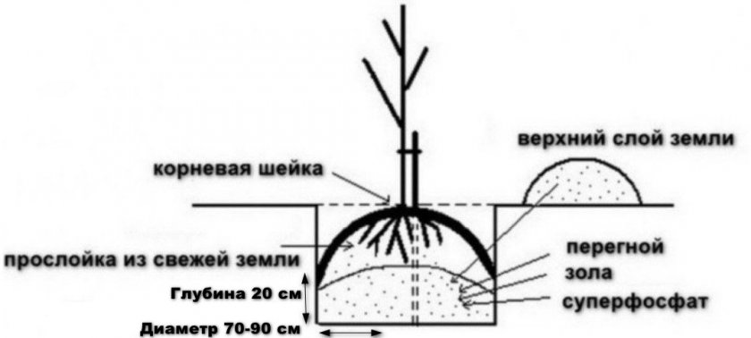 Схема посадки саженца груши Схема посадки саженца груши