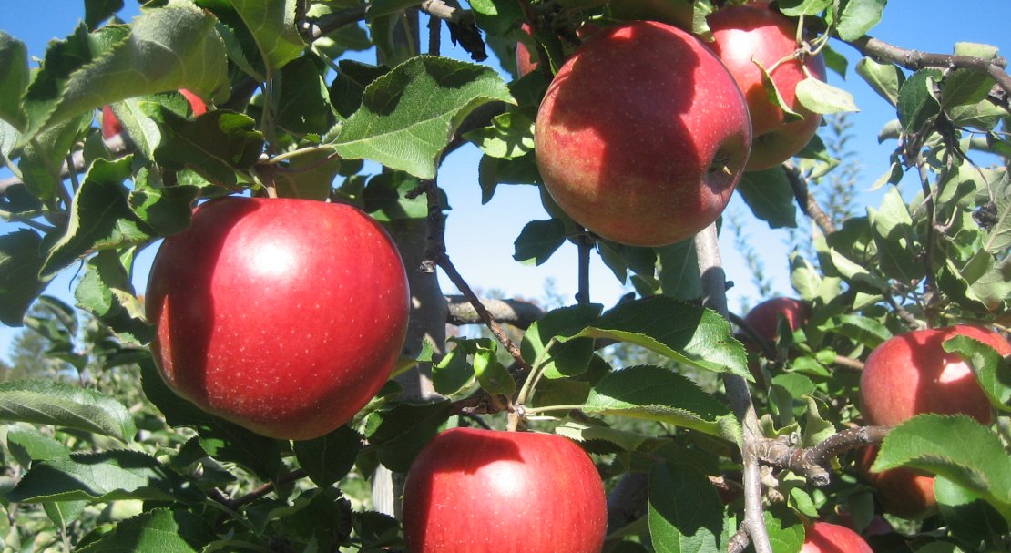 Яблоки Джонаголд Фото И Описание Сорта