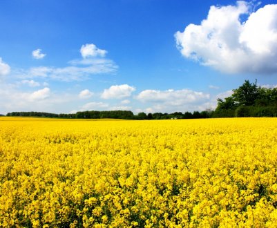 В Європі триває скорочення площ ріпаку
