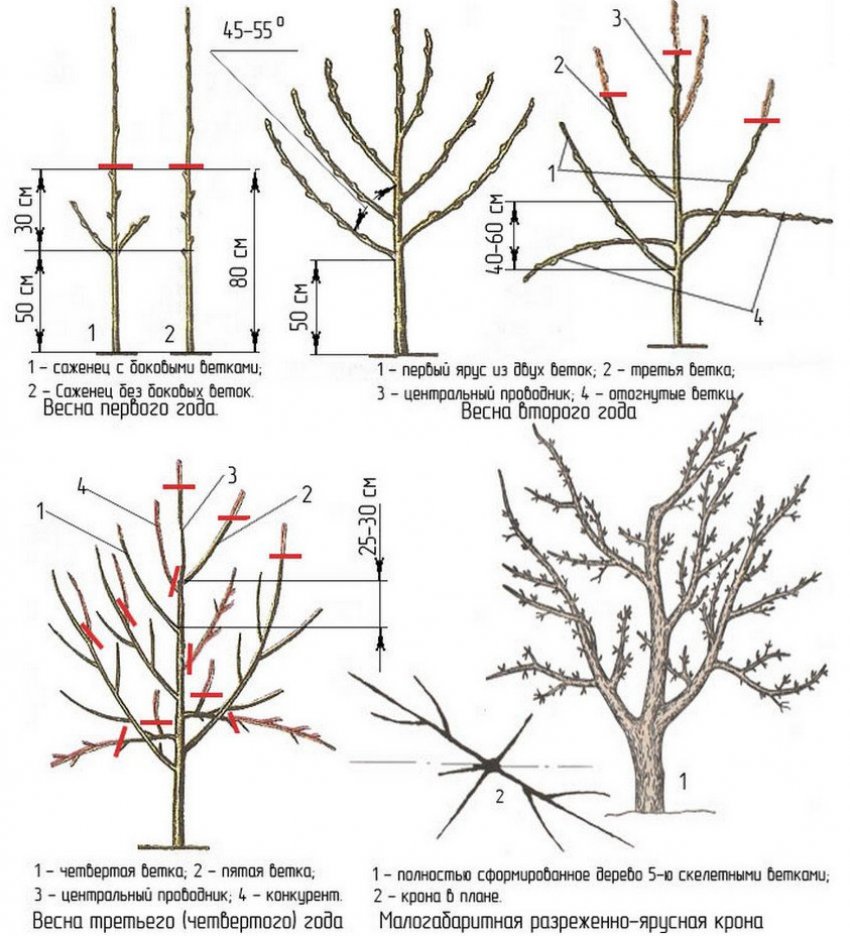 Схема обрізання груші Схема обрізання груші