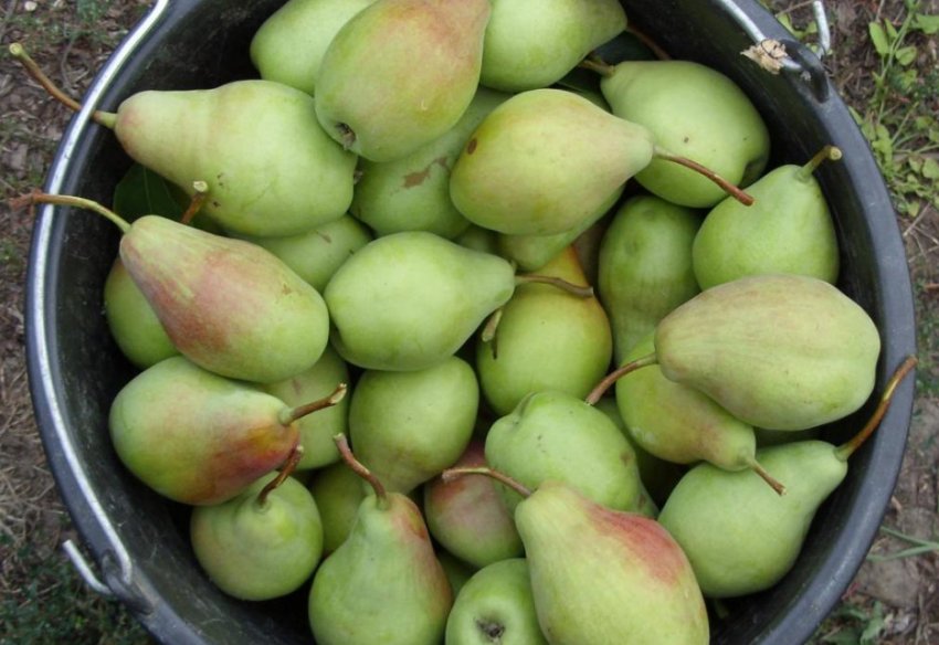 Груша Талгарская красуня Груша Талгарская красуня