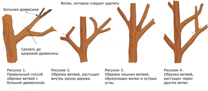 Санітарна обрізка плодового дерева