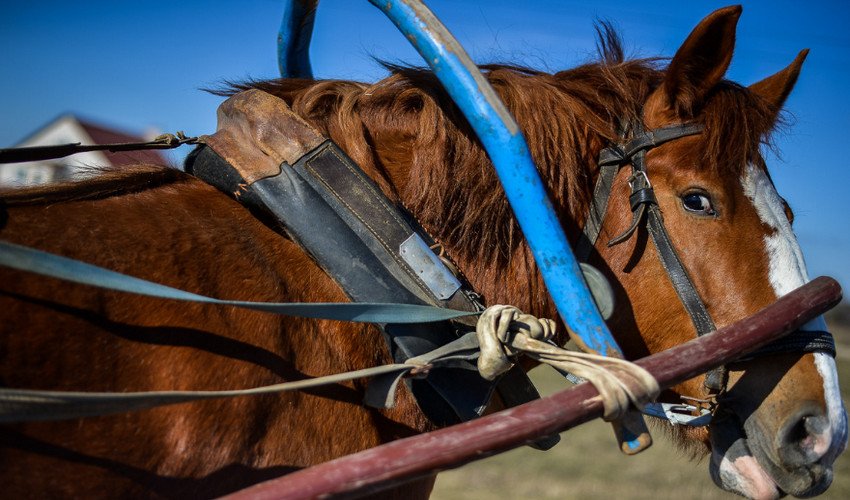 Skorost Bega Loshadi Maksimalnaya Srednyaya S Karetoj S Naezdnikom Na Skachkah