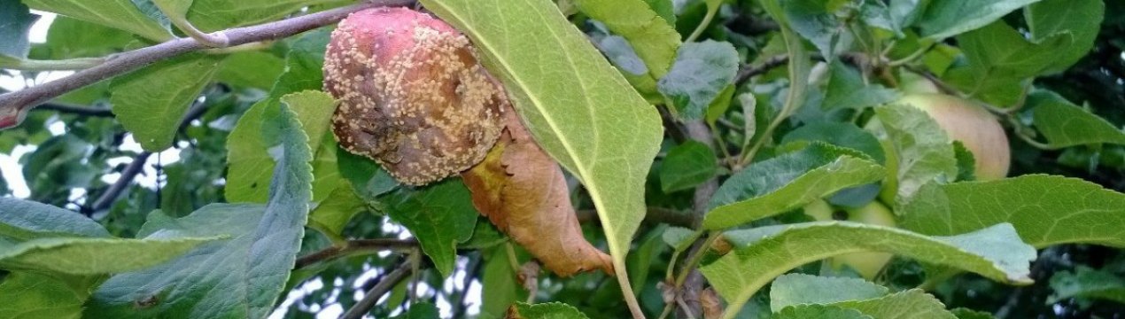 Як позбутися від гниття яблук?