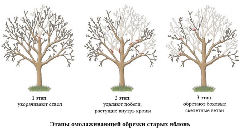Омолодження яблуні Омолодження яблуні