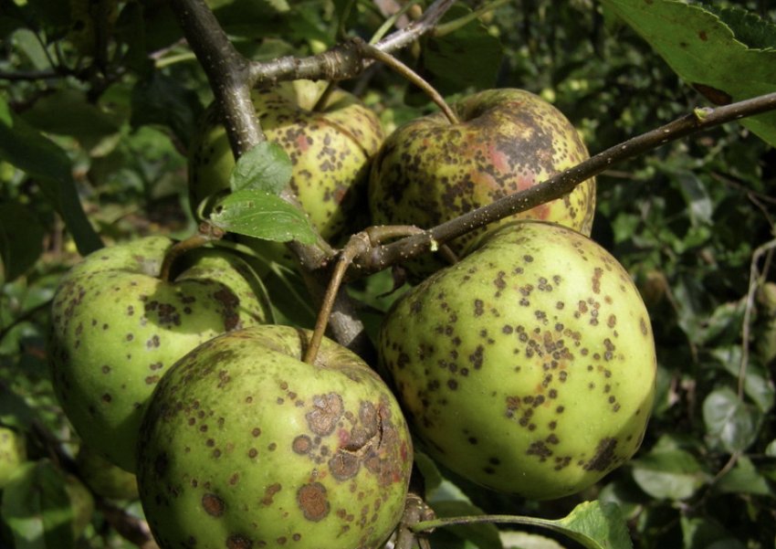 Парша на плодах яблук Парша на плодах яблук