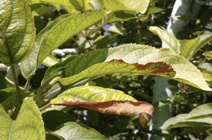 Хлороз на листках яблунь Хлороз на листках яблунь