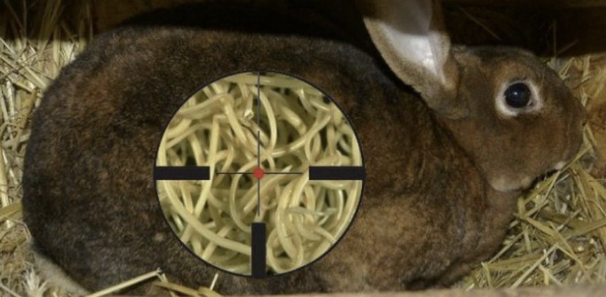 Глисти у кроликів Глисти у кроликів