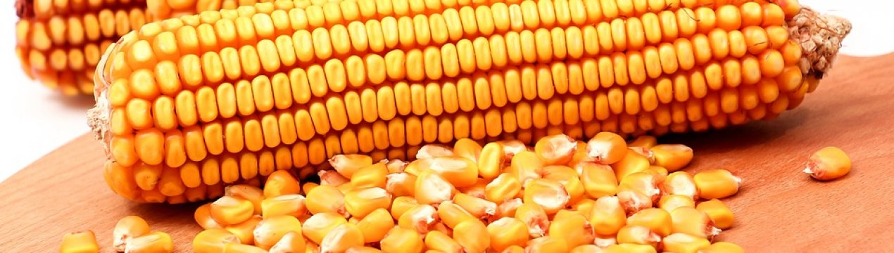 Україна збільшує експорт кукурудзи