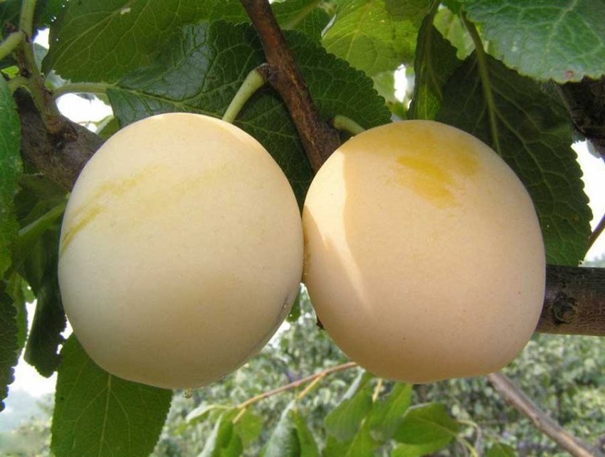 Зливу Ранок Зливу Ранок