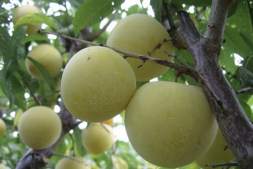 Зливу Усурійська Зливу Усурійська