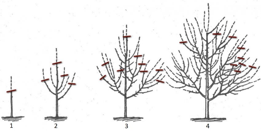 Формування сливи Формування сливи