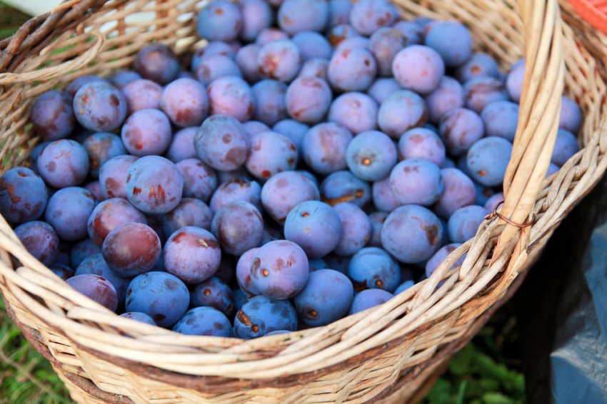 Врожай сливи Врожай сливи