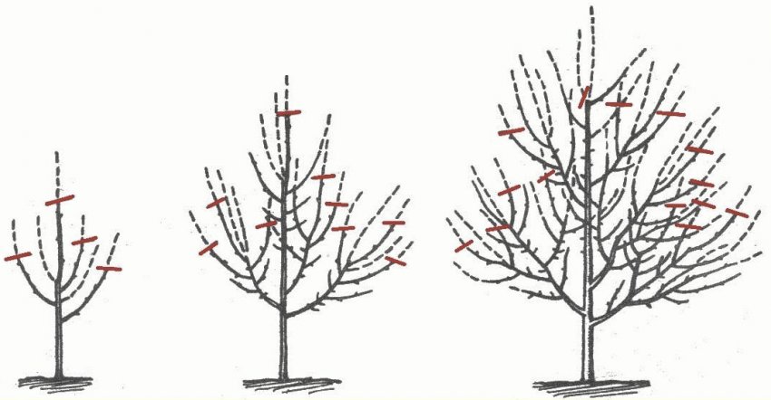 Обрізка яблуні Обрізка яблуні