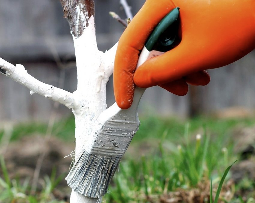 Побілка яблуні Побілка яблуні