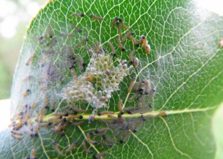 Личинки бояришніци на листку Личинки бояришніци на листку