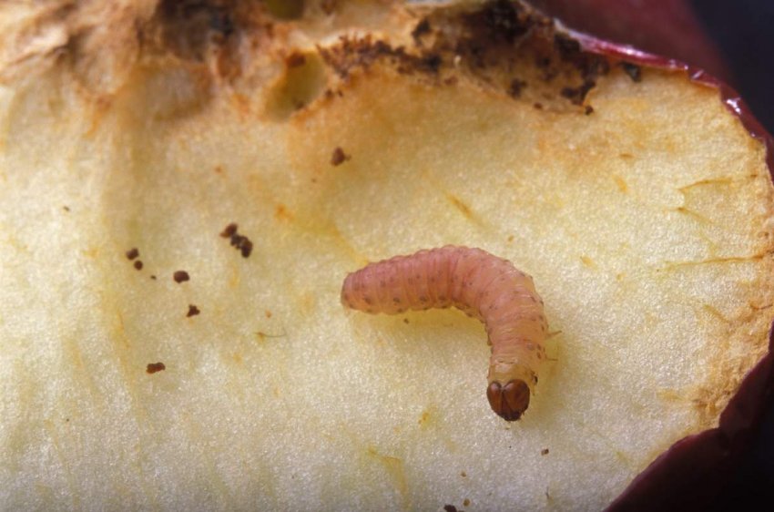 Плодожерка на яблуці Плодожерка на яблуці