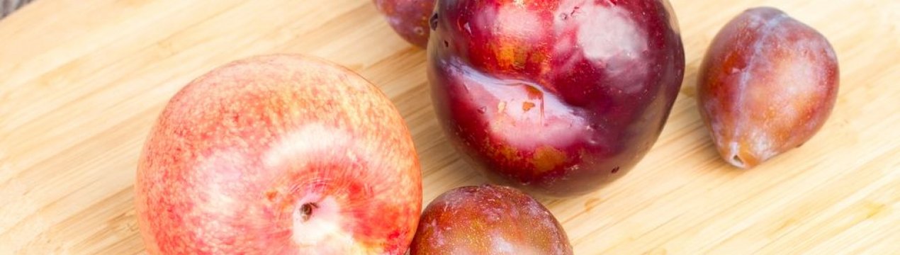 Особенности выращивания гибрида сливы и абрикоса и ухода за ним
