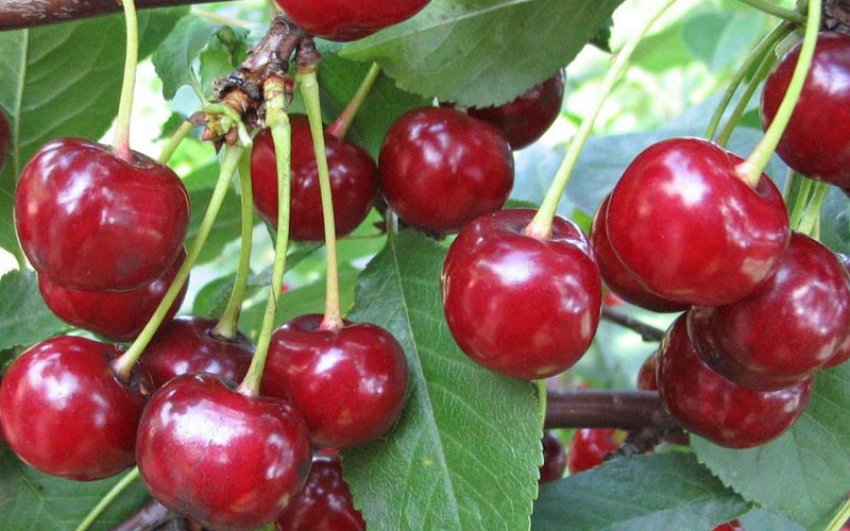 Вишня Заранка