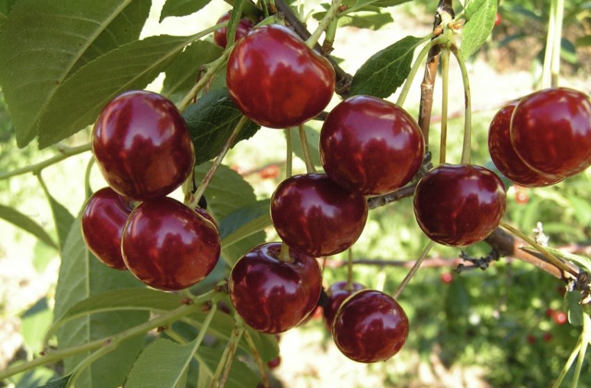 Вишня Ласуха