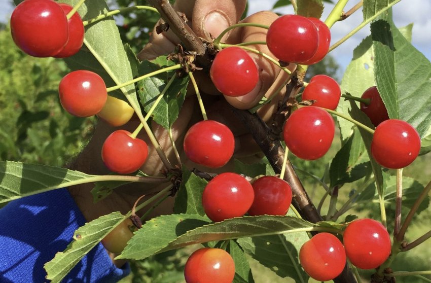 Вишня Гріот Білоруський