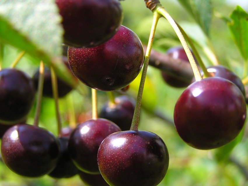 Вишня Лівенська