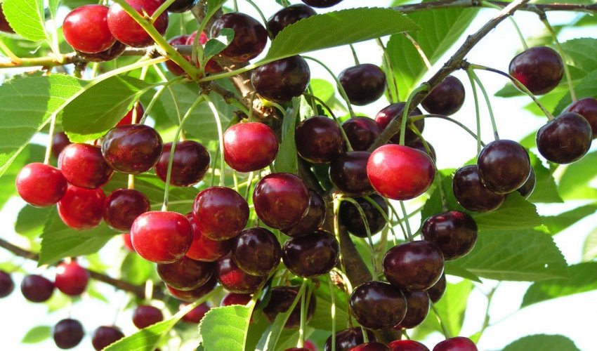 Вишня Ровесниця