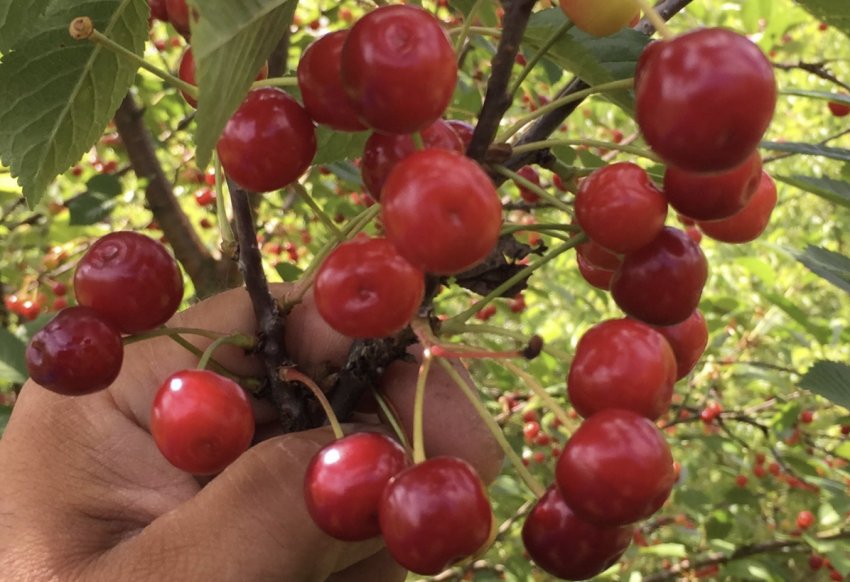 Вишні Вянок