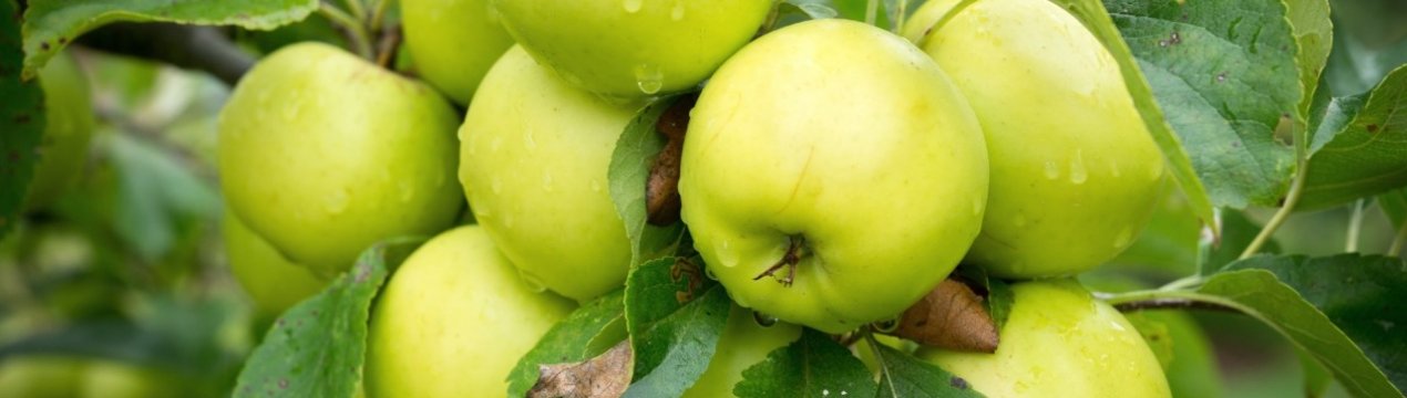 Особливості посадки яблуні сорту Росіянка і догляду за нею