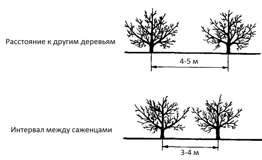 Схема відстані між посадками