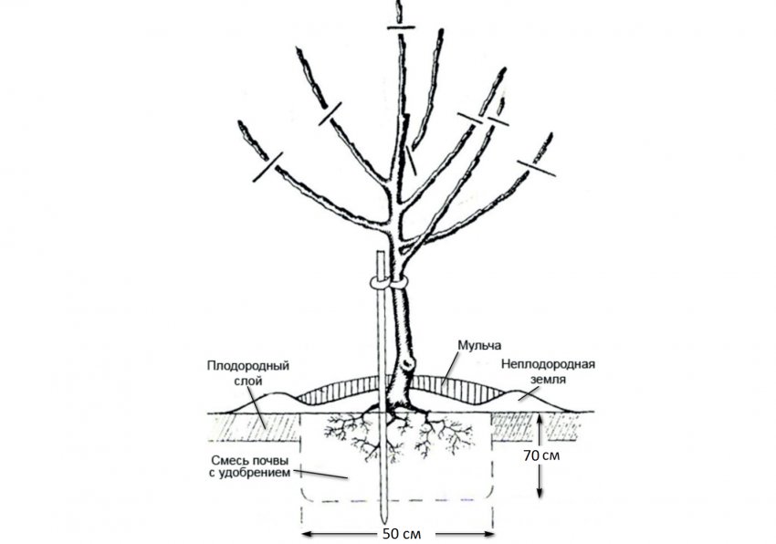 Схема посадки яблуні