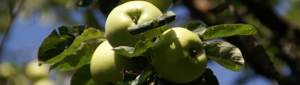 Особливості посадки яблуні Антонівка